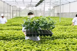 Xây dựng cây đầu dòng: Giải pháp đảm bảo nguồn giống chất lượng