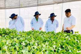 Gia Lai: Tham quan mô hình chuỗi liên kết cây chanh dây