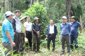Giai đoạn 2017-2021, huyện Chư Păh trồng được hơn 1.000 ha rừng tập trung