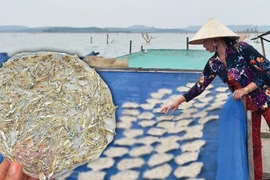 Món ngon từ cá sông Gia Lai