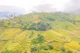 Trở lại Ngọc Linh