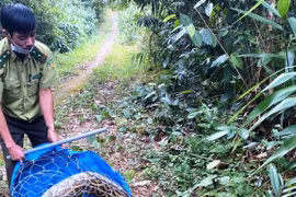 Thú rừng vẫn bị tàn sát