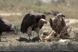 Australia lần đầu tiên phát hiện hóa thạch của loài kền kền cổ xưa