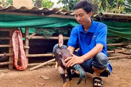 Anh lính xuất ngũ làm nông nghiệp sạch