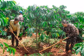 Gia Lai: Tín hiệu vui cho người trồng cà phê