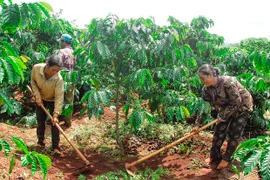 Gia Lai: Tín hiệu vui cho người trồng cà phê