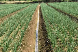 Cấy lúa không ăn thua, nông dân ở Phú Yên bèn trồng thứ rau gia vị này, ai ngờ nhanh thu tiền, lãi nhiều hơn