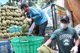 Sầu riêng được xuất khẩu chính ngạch sang Trung Quốc