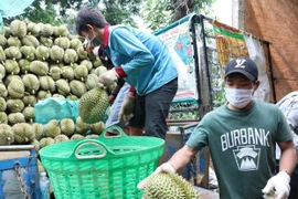 Sầu riêng được xuất khẩu chính ngạch sang Trung Quốc