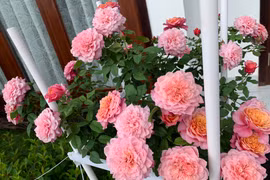 'Rụng tim' với vườn hoa hồng đẹp mê mệt của người mẹ trẻ