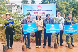 Pleiku: Triển khai mô hình trồng cây bóng mát và tặng quà cho hộ nghèo