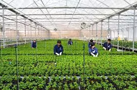 Tuyển hơn 2.300 lao động nông nghiệp và ngư nghiệp làm việc tại Hàn Quốc