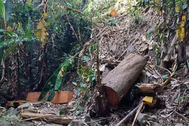 Rầm rộ khoét núi, phá rừng tìm vàng(*): Núi rừng tan hoang