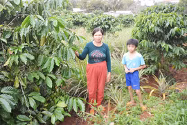 Nông dân Pleiku phát huy nguồn vốn vay ưu đãi