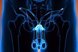 Đau tinh hoàn, khi nào cần phải khám bác sĩ?