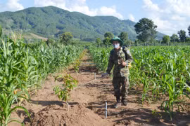 Đăk Hà: Tác động từ việc giúp dân thay đổi nếp nghĩ, cách làm