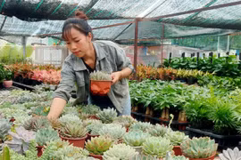 Thu về hàng trăm triệu đồng mỗi tháng nhờ khởi nghiệp với cây kiểng