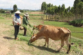 Ủy ban nhân dân tỉnh Gia Lai trả lời cử tri huyện Chư Pưh và Krông Pa