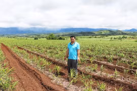 Kông Chro gỡ khó để phát triển cây dược liệu