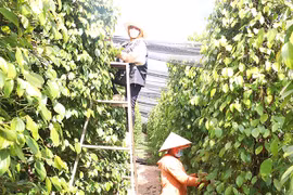 Giá tiêu Gia Lai ở mức 69.000 đồng/kg