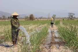 TTC Gia Lai: Giúp người trồng mía chống hạn