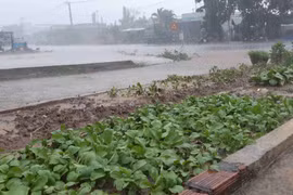 Đak Pơ: Cơn mưa vàng cứu hàng nghìn ha cây trồng