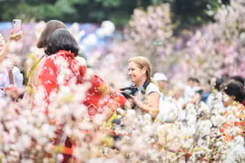 20.000 cành anh đào nở rộ giữa trung tâm Hà Nội