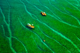 'Bãi rêu cổ tích' hút du khách khám phá trầm tích núi lửa Quảng Ngãi