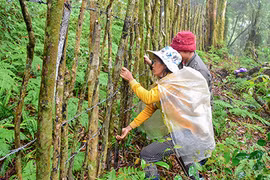 Chuyện lạ ở Kon Tum: Lạnh thấu xương vẫn gác cho sâm ngủ đông