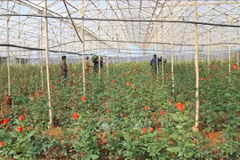 Thành triệu phú trồng hoa hồng công nghệ cao dưới chân núi Langbiang