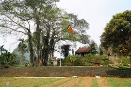 Cây đa nghìn năm 'biết đi' quanh đền cổ ở Ninh Bình