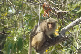 Những câu chuyện kỳ khôi,vui nhộn về những con khỉ tinh khôn ở Bình Tân