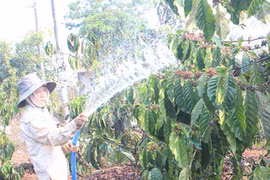 Chủ động phòng ngừa sâu bệnh cho cây trồng Đông Xuân ở Gia Lai