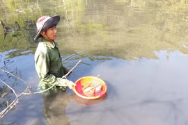 Cá chết trắng sông Krông Năng