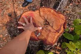 Đắk Lắk: Hơn 11ha rừng bị đốt, chặt phá ở huyện biên giới Ea Súp