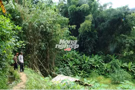 Rừng tre khổng lồ trên đỉnh Ngók Cung