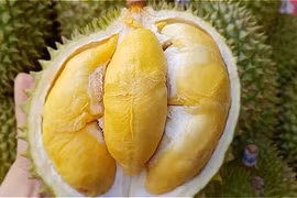 Sầu riêng Lâm Đồng tăng giá mạnh