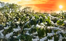 Vũ điệu tháng ba