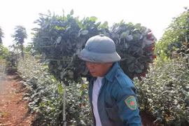 Vườn hồng lớn nhất Gia Lai 'cháy' bay hàng dịp 8/3