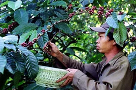 Càng làm càng lỗ, nông dân "tháo chạy" khỏi cây tỷ đô cà phê