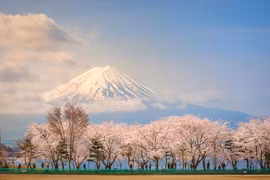 Những điều thú vị về sakura - loài hoa không chỉ có sắc hồng