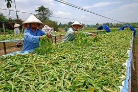 Vì sao ngành dược liệu mãi chưa "lớn"?