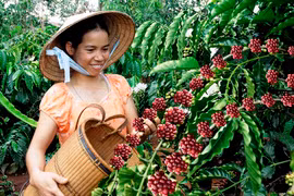 Thăng trầm ngành cà phê: Kỳ 2: Mùa quả ngọt