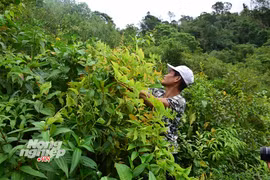 Nỗi đau lá ngón trên nóc Măng Lâng