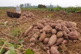 Cùng 1 loại khoai, dân Gia Lai khóc dở, còn ở đây lãi to