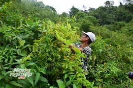 Nỗi đau lá ngón trên nóc Măng Lâng