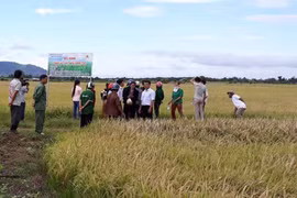 Hướng đến thương hiệu gạo Ia Lâu