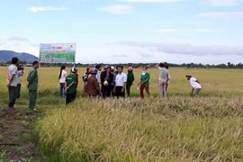 Hướng đến thương hiệu gạo Ia Lâu