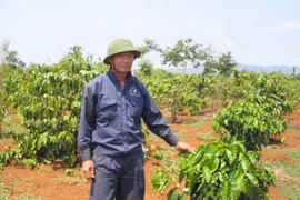 Thăng trầm ngành cà phê: Kỳ cuối: Bao giờ cho đến… ngày xưa?