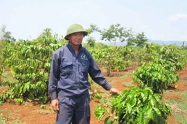 Thăng trầm ngành cà phê: Kỳ cuối: Bao giờ cho đến… ngày xưa?